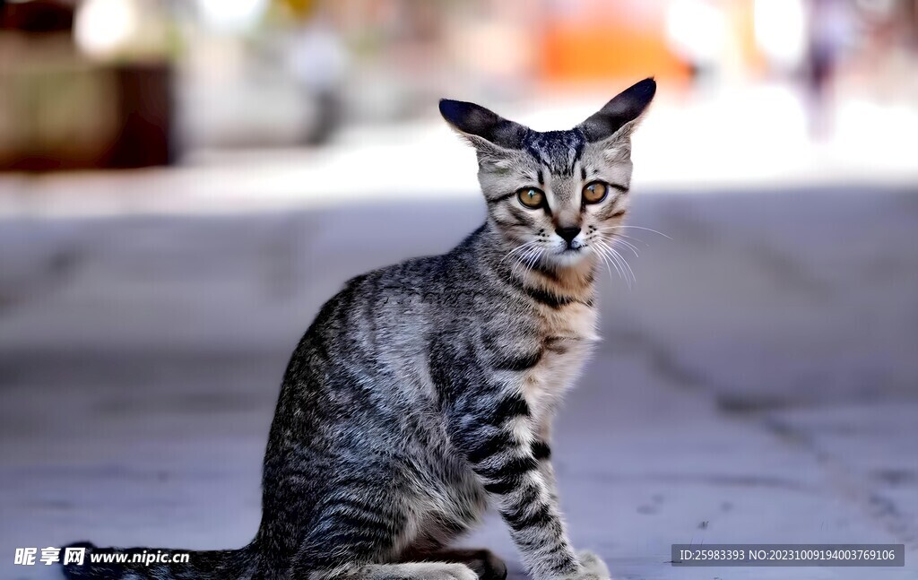猫