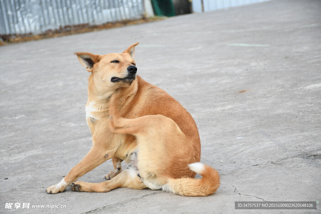 狗子