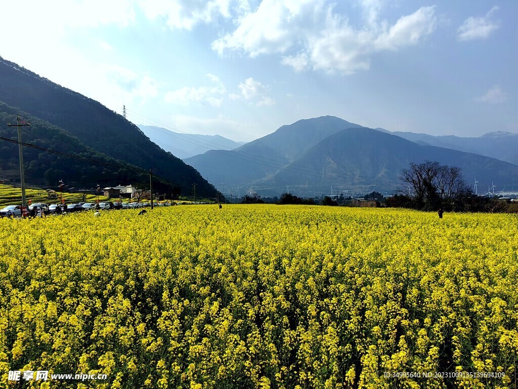 油菜花