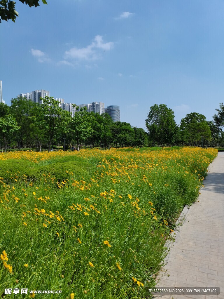 绿化绿植花卉