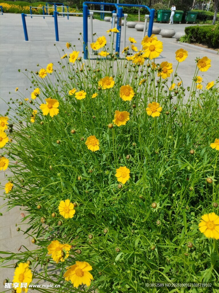 金鸡菊花