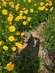 公园小黄花