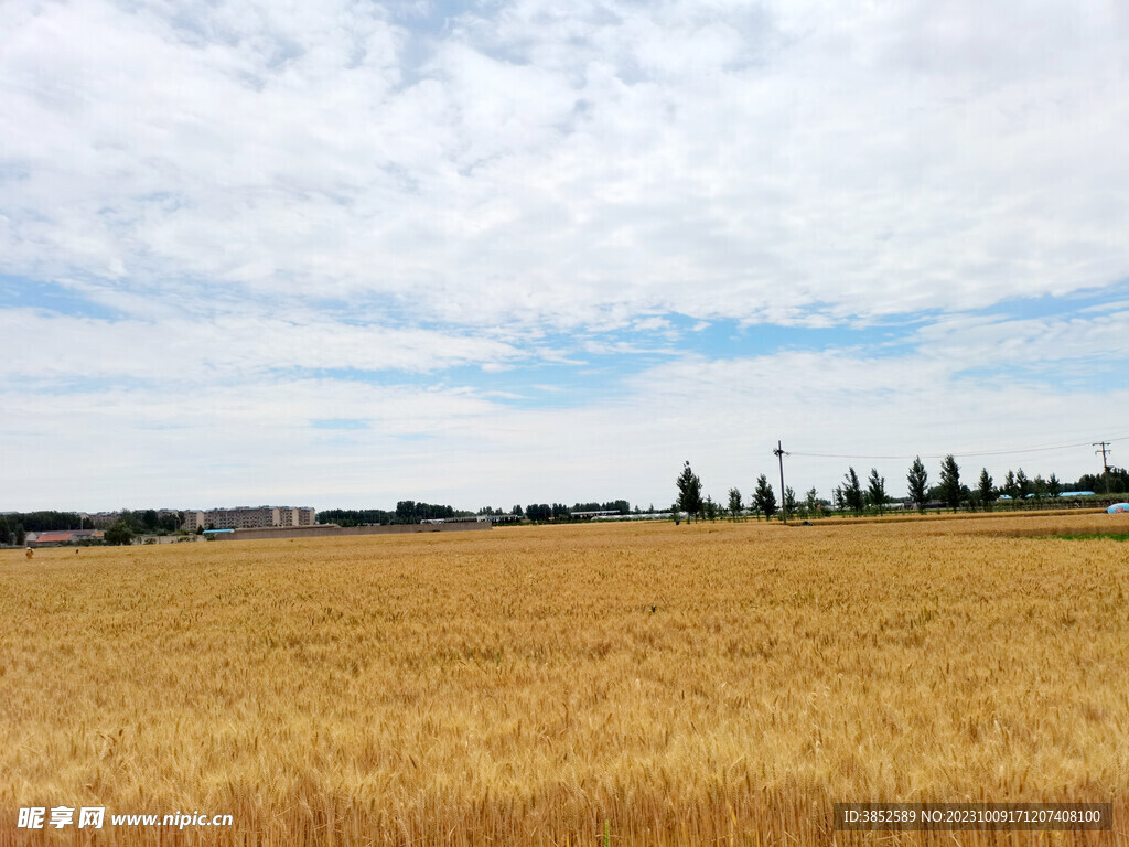 麦田风景