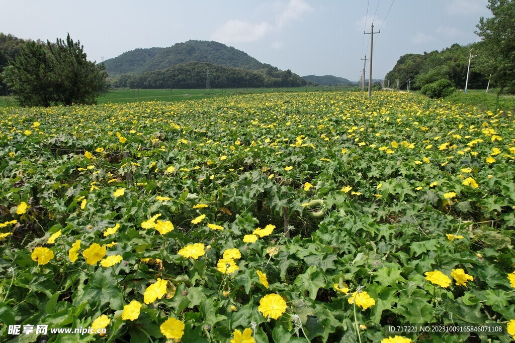 丝瓜基地航拍