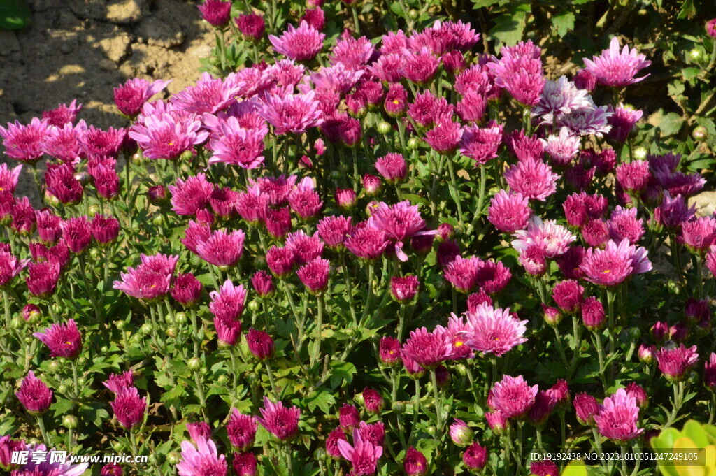 菊花 