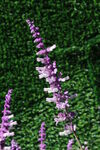 鼠尾草