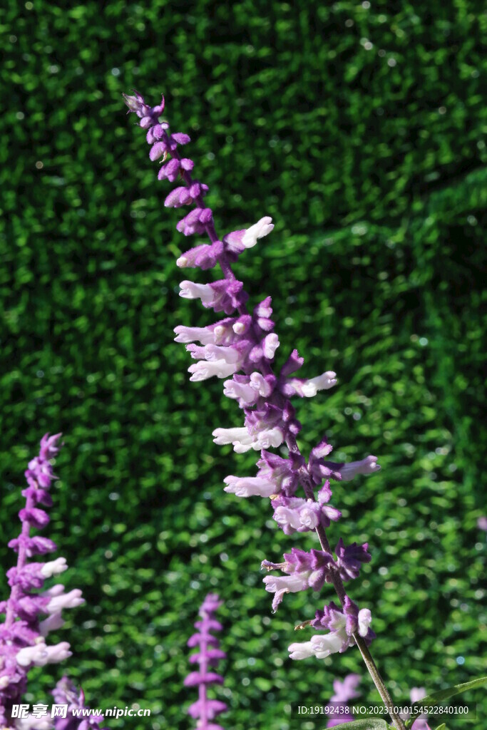 鼠尾草
