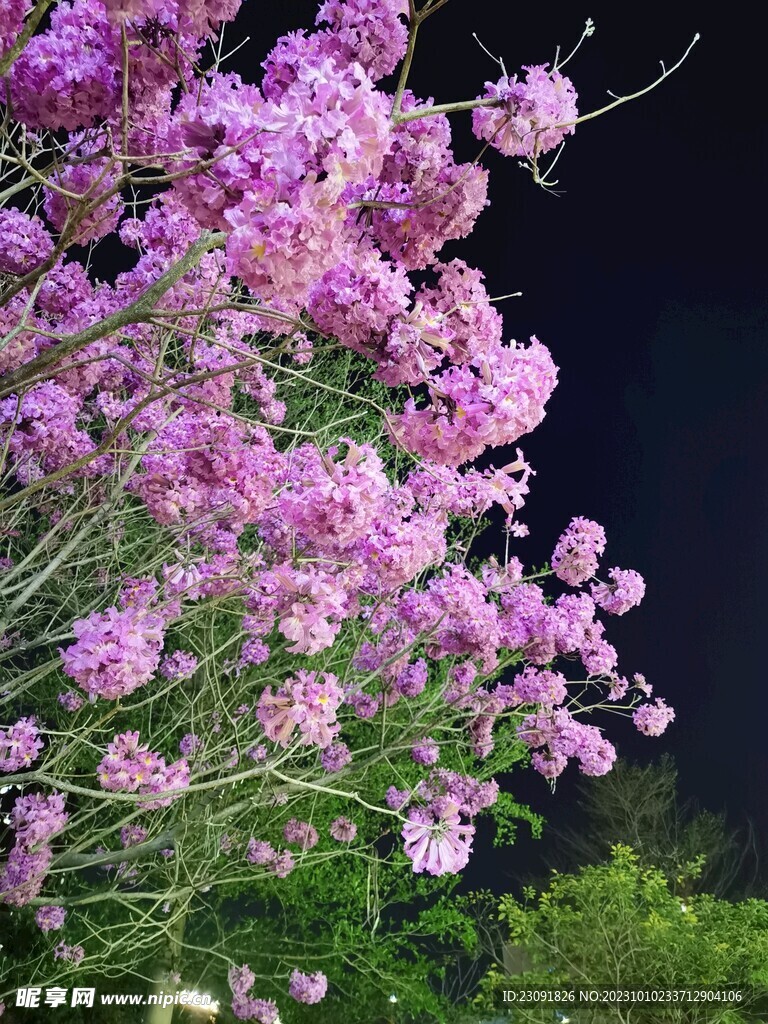 鲜花