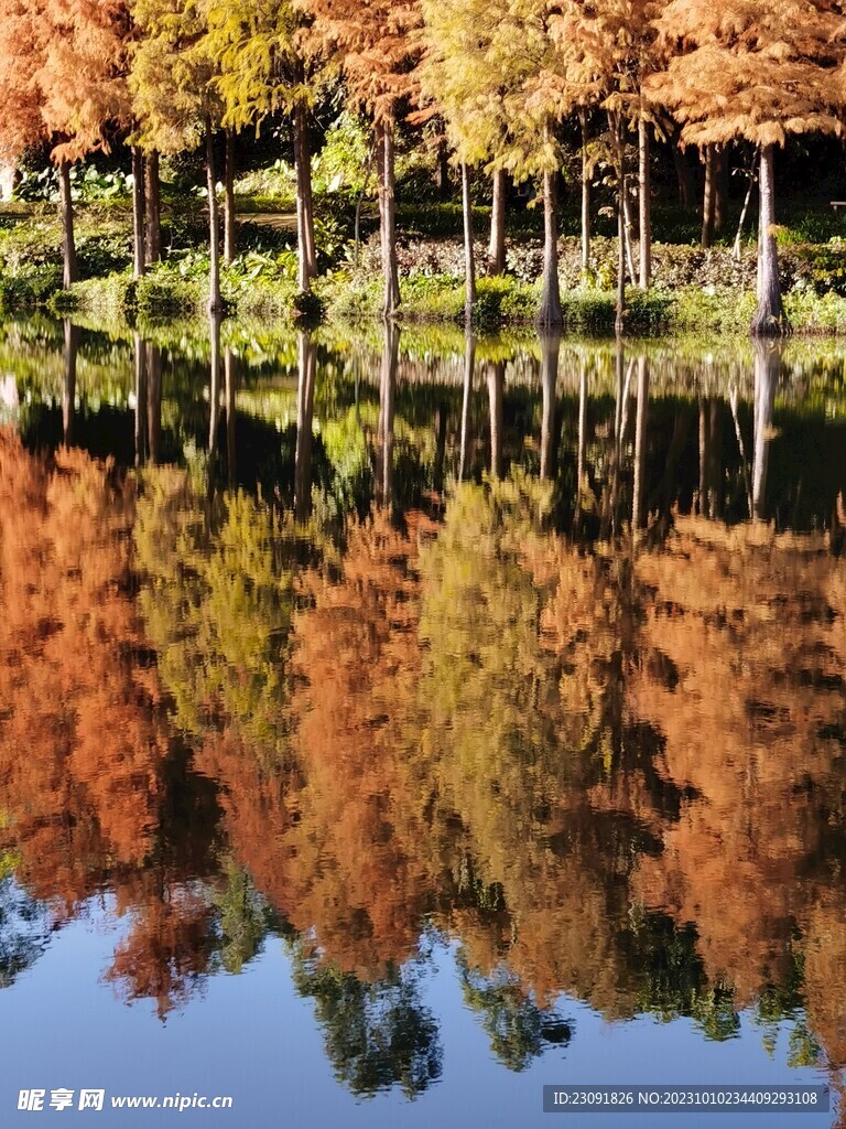 落羽杉