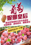 妮娜皇后葡萄