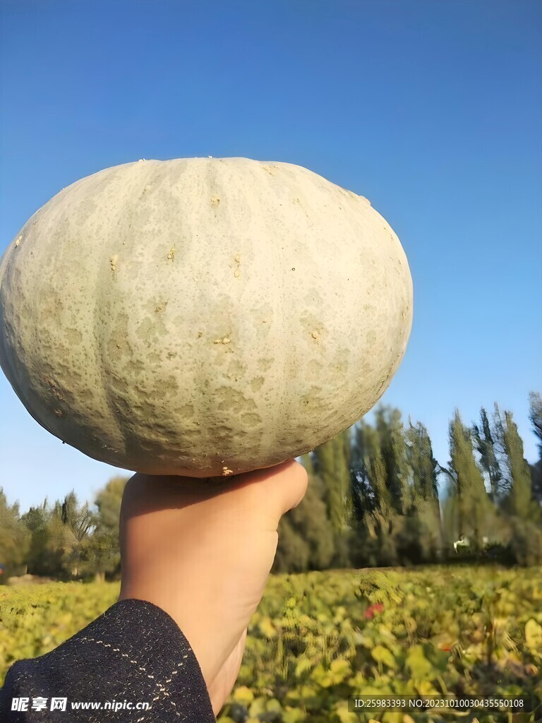南瓜