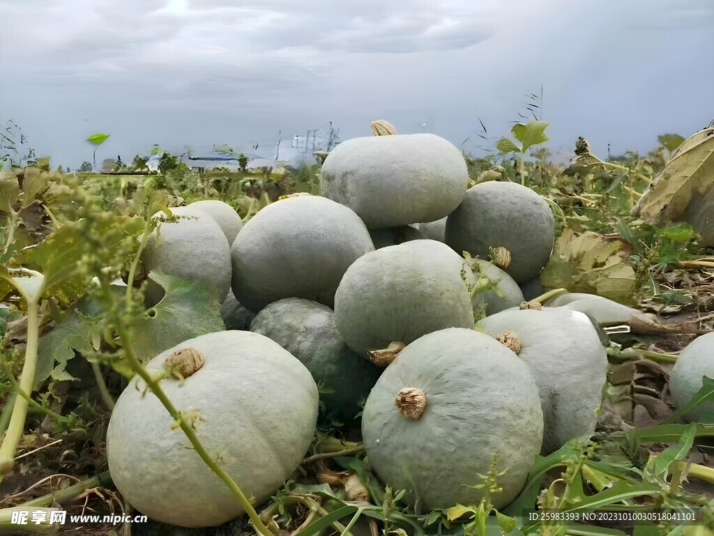 南瓜