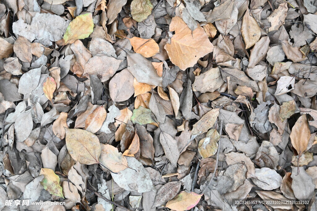 铺满落叶的地面