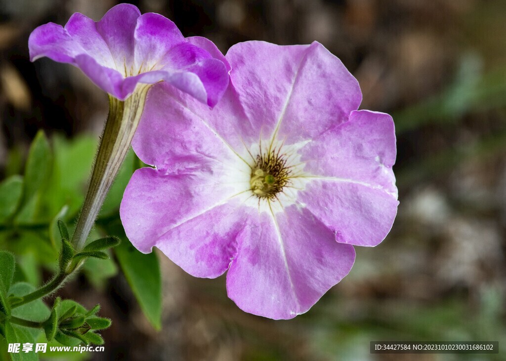 牵牛花