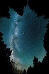星空和树林