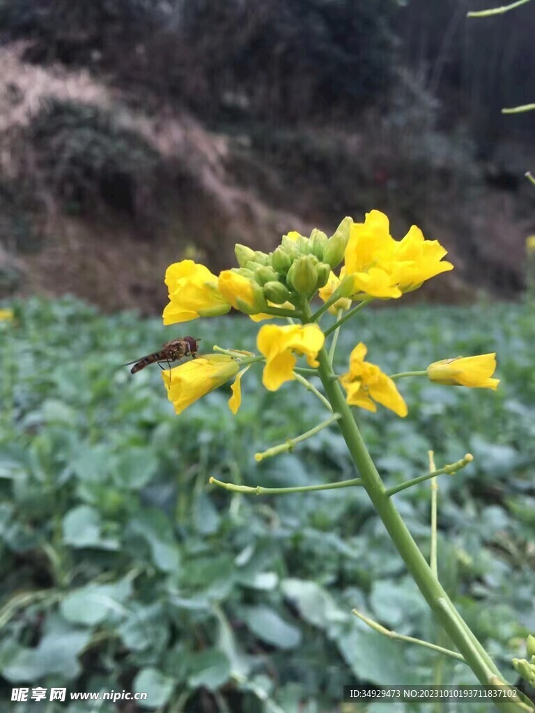 蜜蜂采蜜