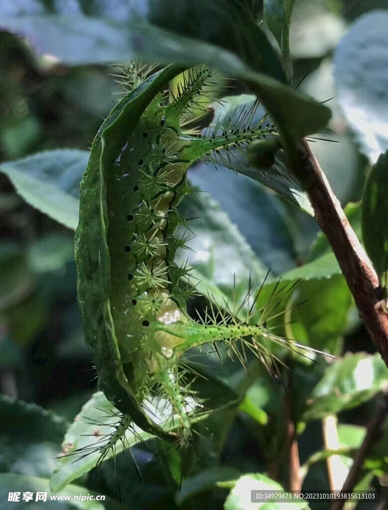 刺身
