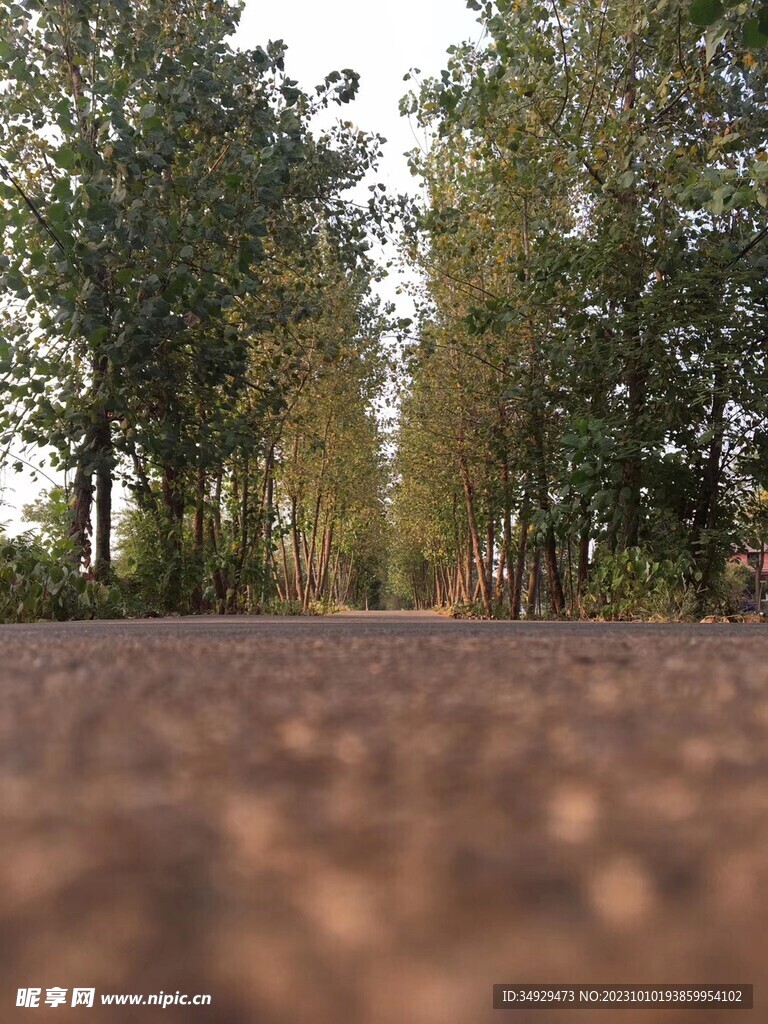 林中小路