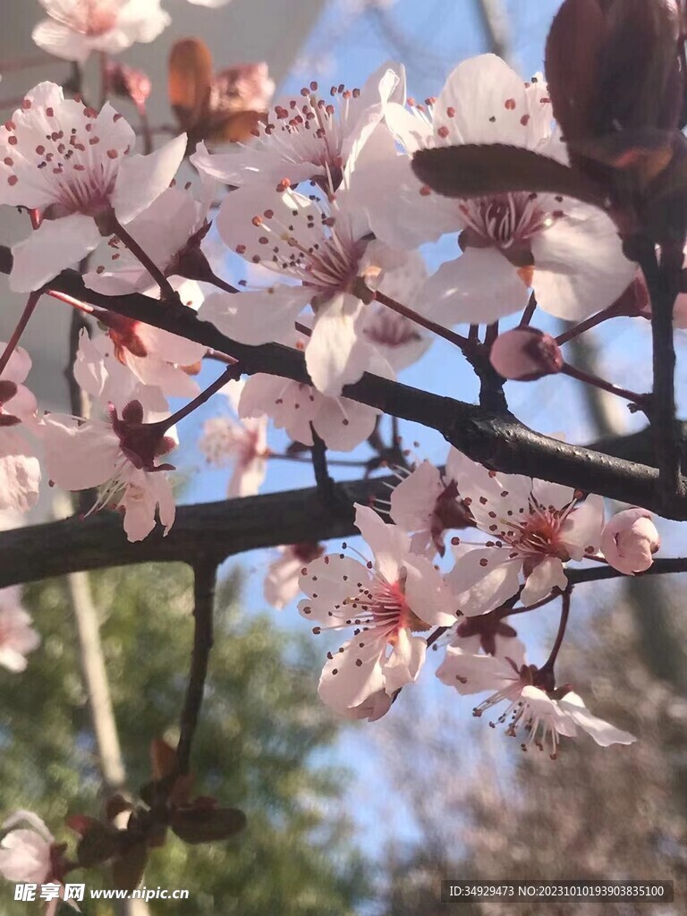 李子花