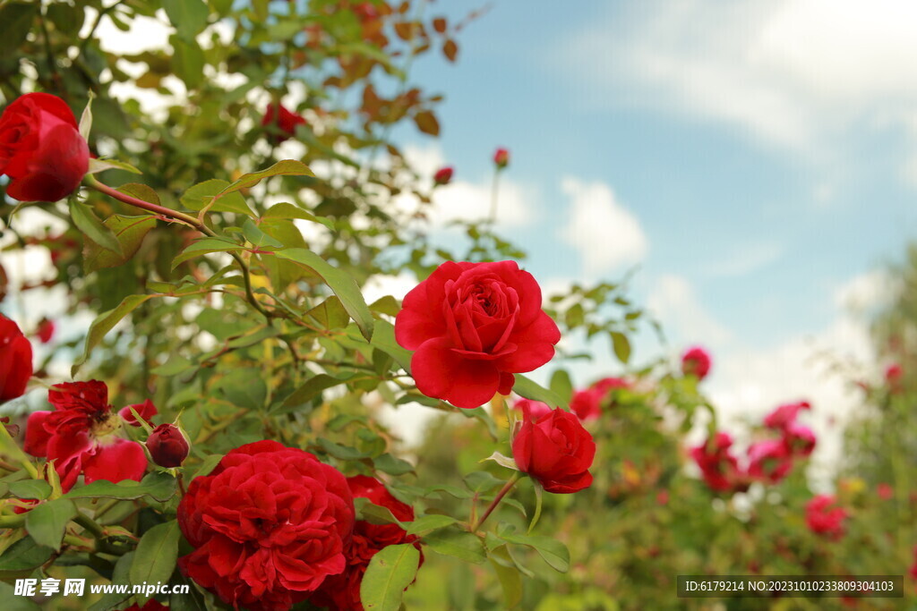 月季花