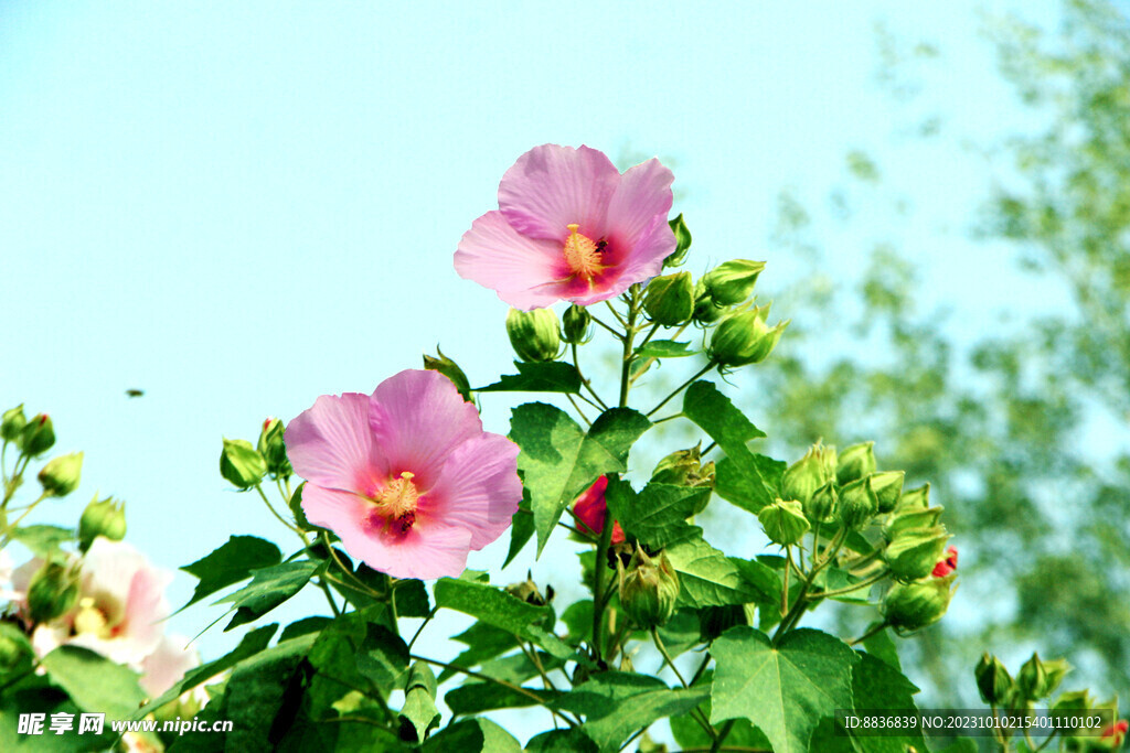 木芙蓉花