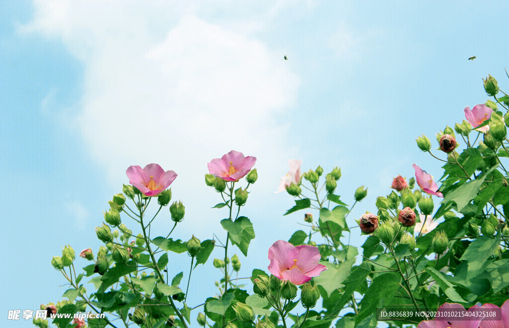 木芙蓉