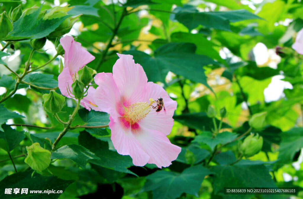 芙蓉