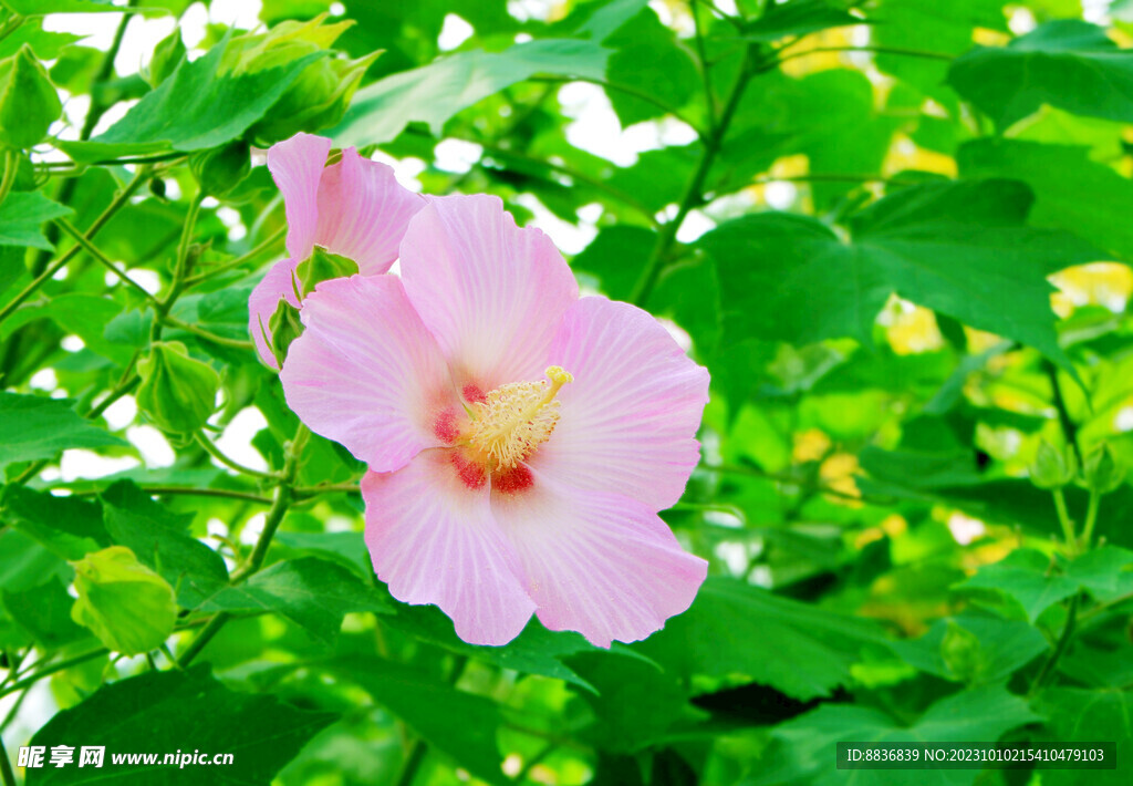 木芙蓉