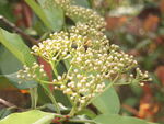 花蕊