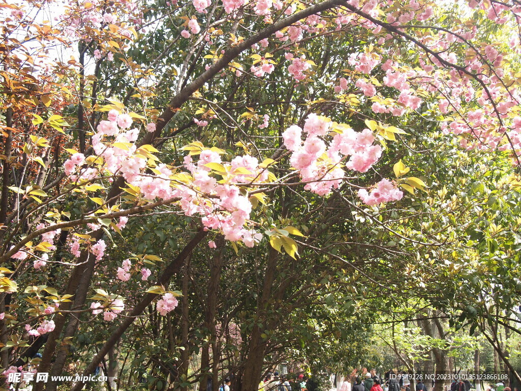 树枝