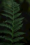蕨类植物