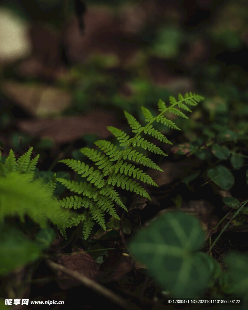 蕨类植物