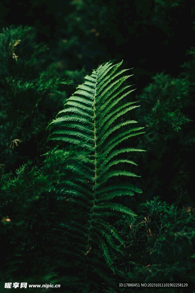 蕨类植物