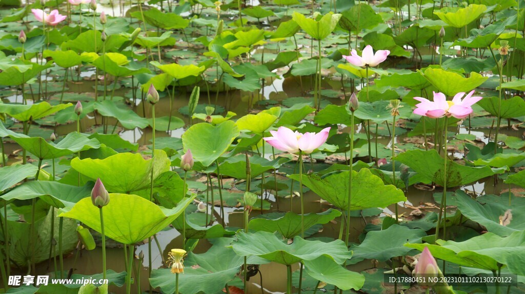 荷花