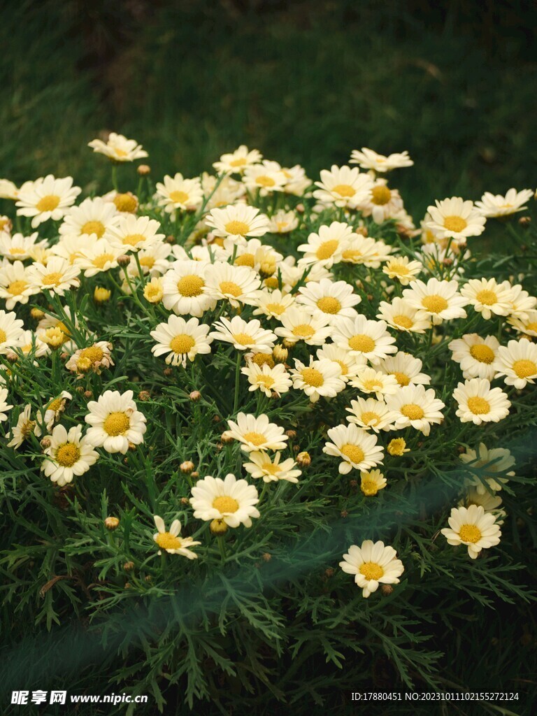 木茼蒿