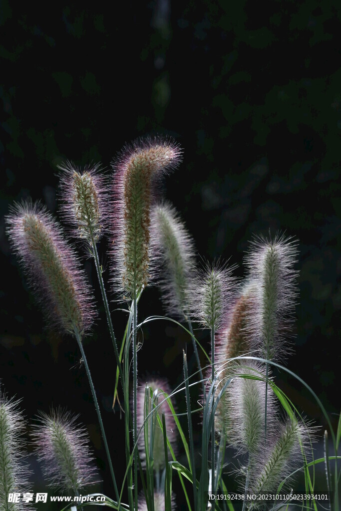 狼尾草 