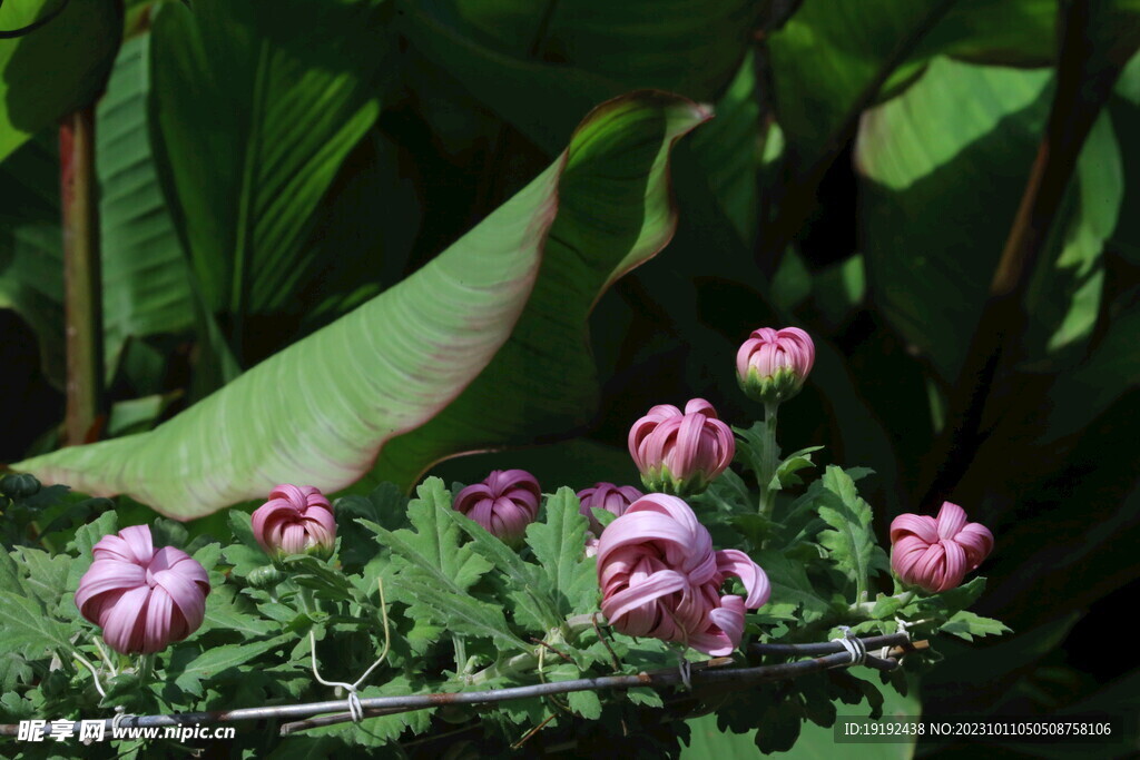 菊花 