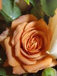 一朵花
