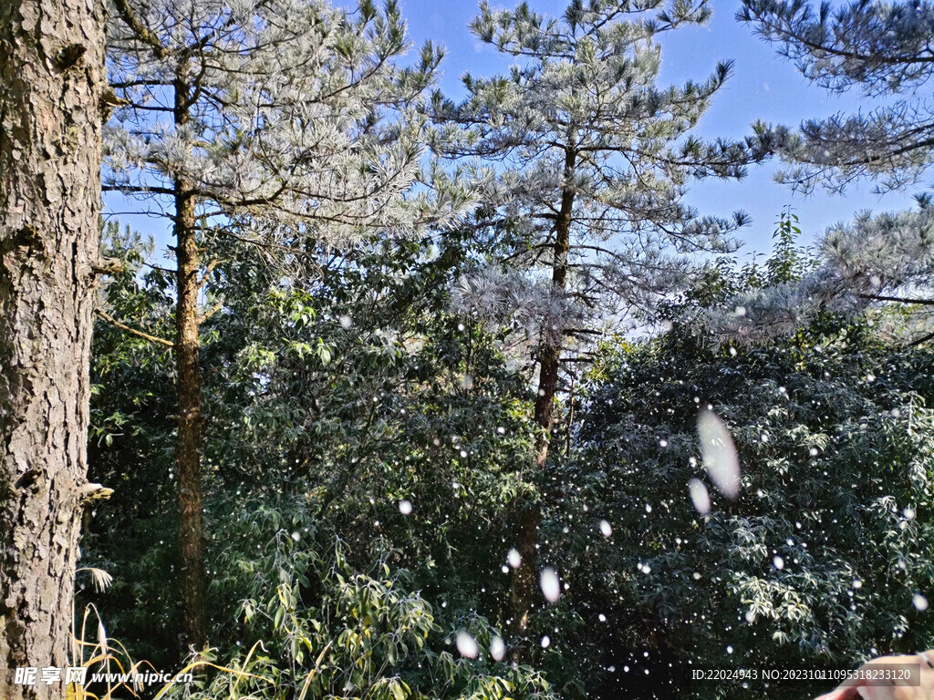 雪树 雪景 白雪 自然景观