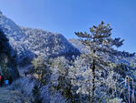 雪树 雪景 白雪 自然景观