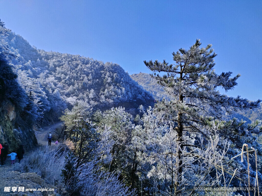 雪树 雪景 白雪 自然景观