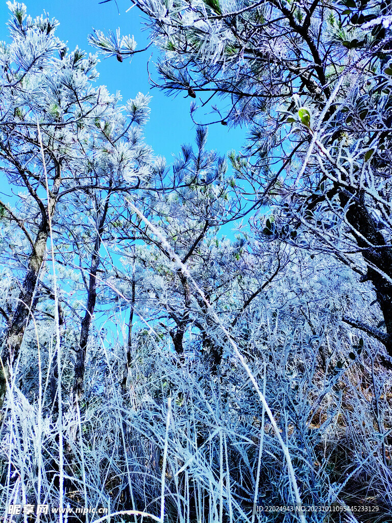 雪树 雪景 白雪 自然景观