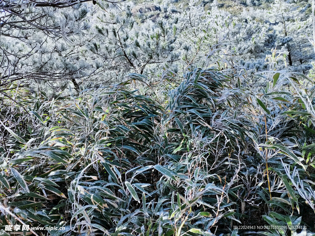 霜 草丛 雪景 白雪 自然景观