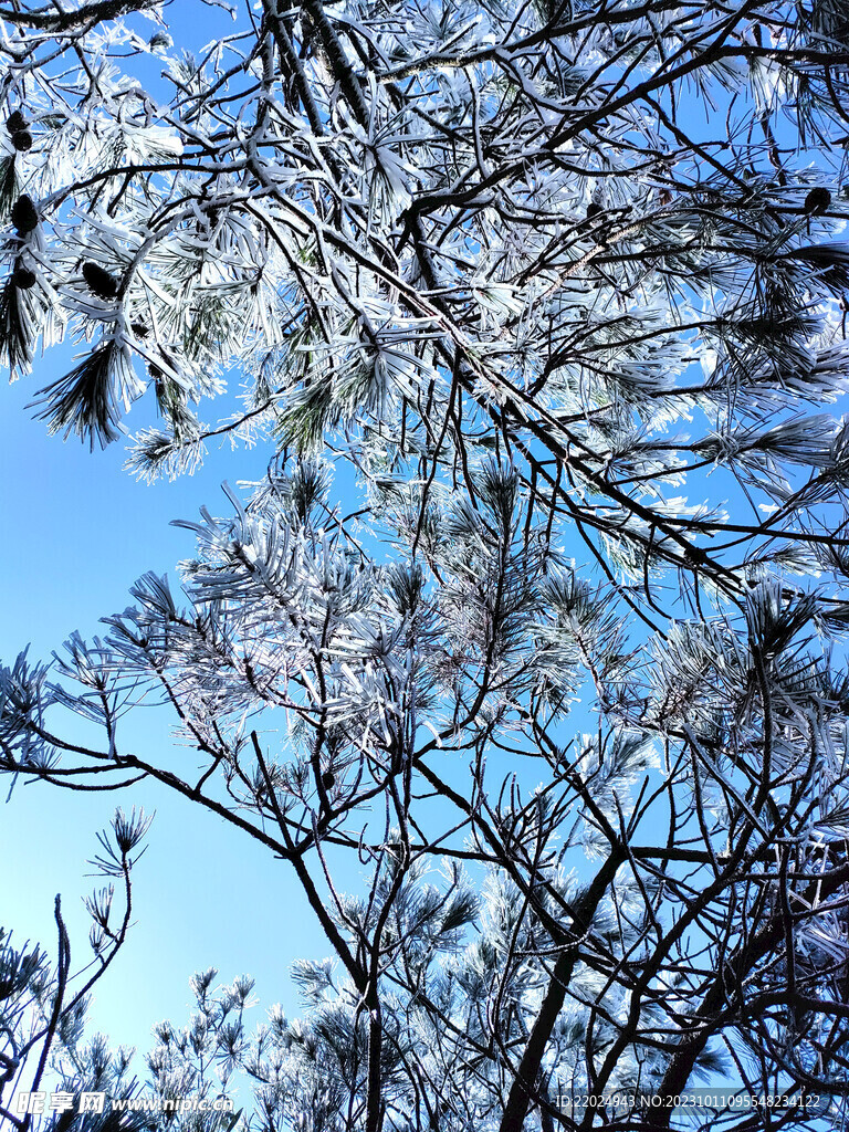 雪树 雪景 白雪 自然景观