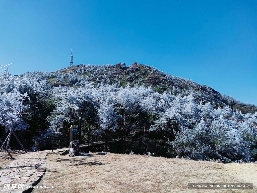 雪树 雪景 白雪 自然景观