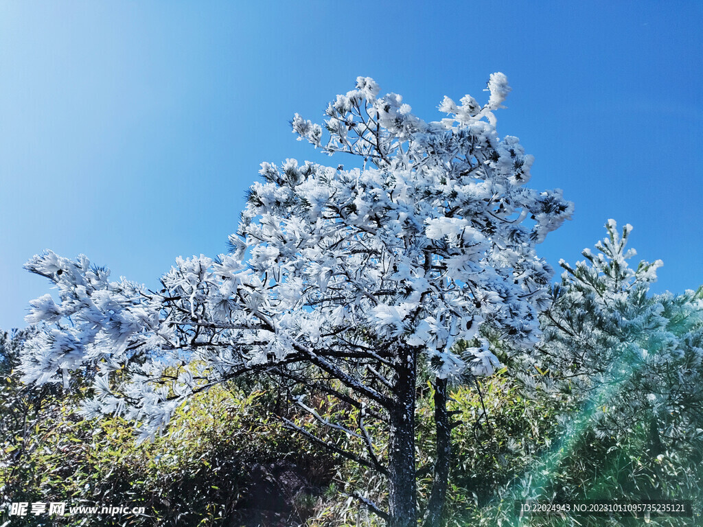 雪树 雪景 白雪 自然景观