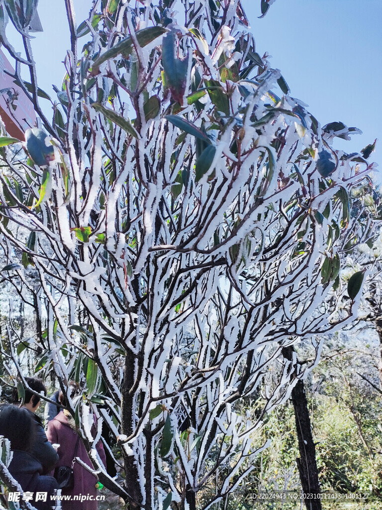 雪树 雪景 白雪 自然景观