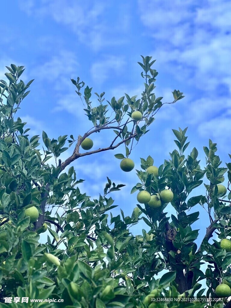 脐橙