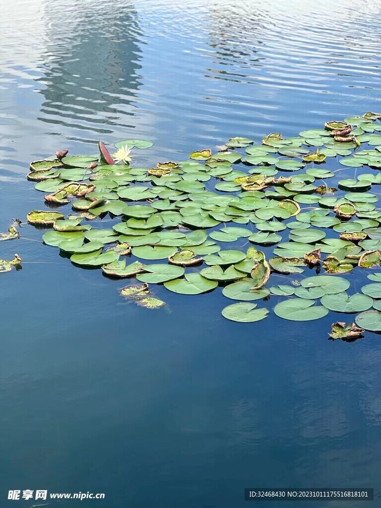 水里荷叶