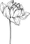 白描植物           